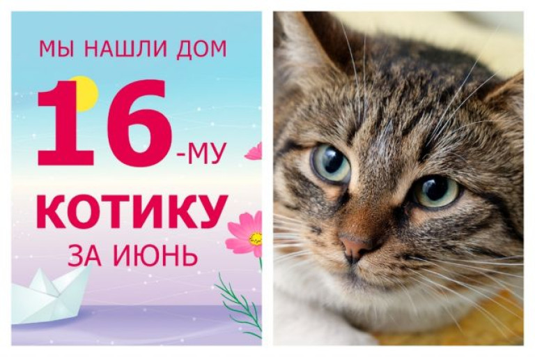 Котик Бахил нашел дом за один месяц!