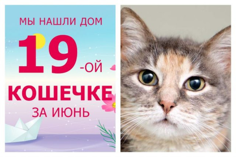 Мы нашли прекрасную семью для кошечки Тайлы всего за три недели!