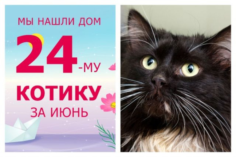Его Усатейшество Нобл обрел домашнее счастье!