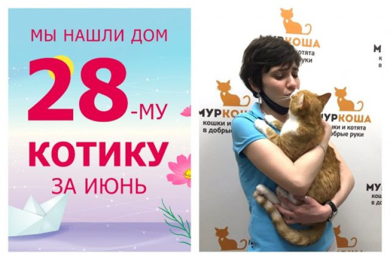 Котик Бамблби стал домашним и любимым за две недели!