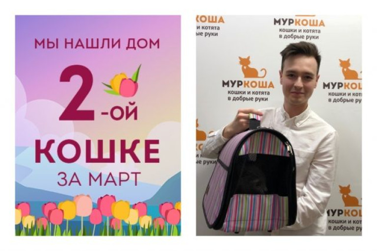 Робкая и прекрасная кошка Серебро встретила ответственного хозяина!
