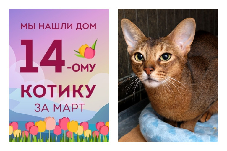 Котик Августин обрел новый дом всего за две недели!