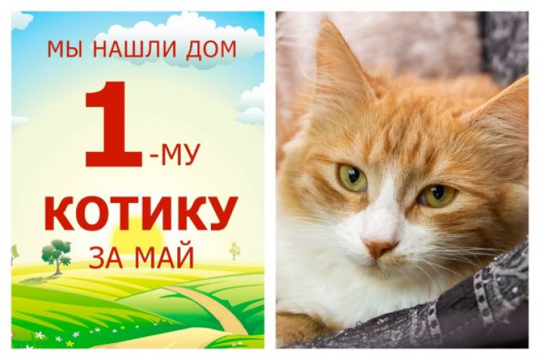 Котик Игнассио уезжает в новый дом!