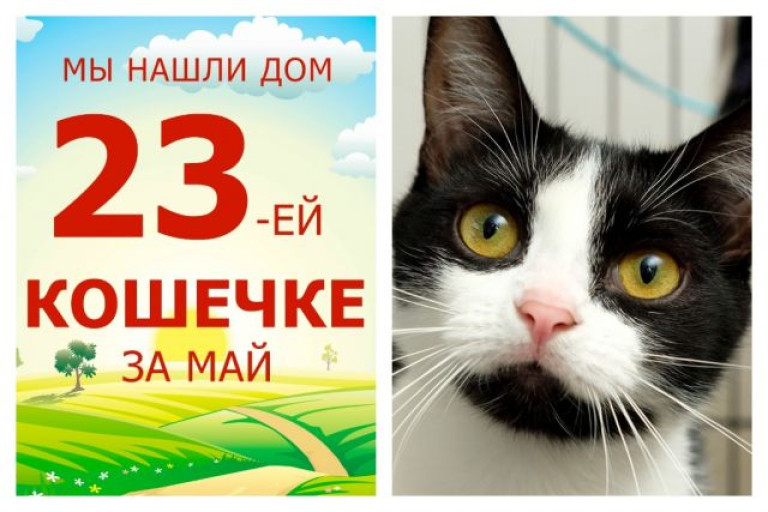 Кошечка Мишель стала домашней мурлыкой!