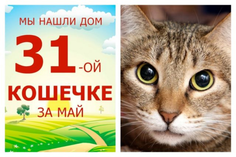Пятилетняя кошечка Люсьен стала домашней любимицей!