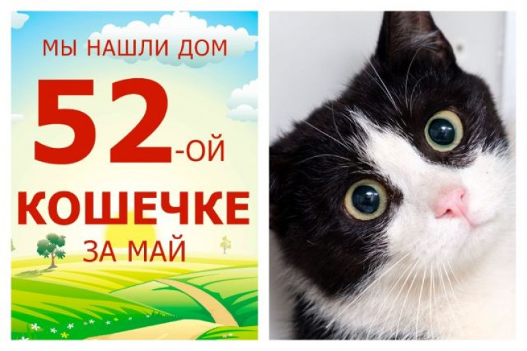 Спустя месяц домой уехала кошечка Линди!