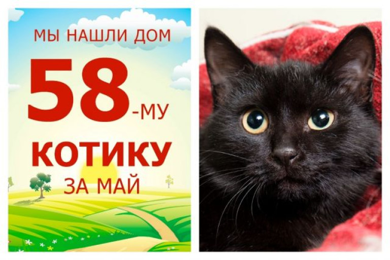 Котик Чегеваро нашел дом за полтора месяца!