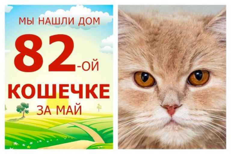 Кошечка Карица стала домашней и любимой!