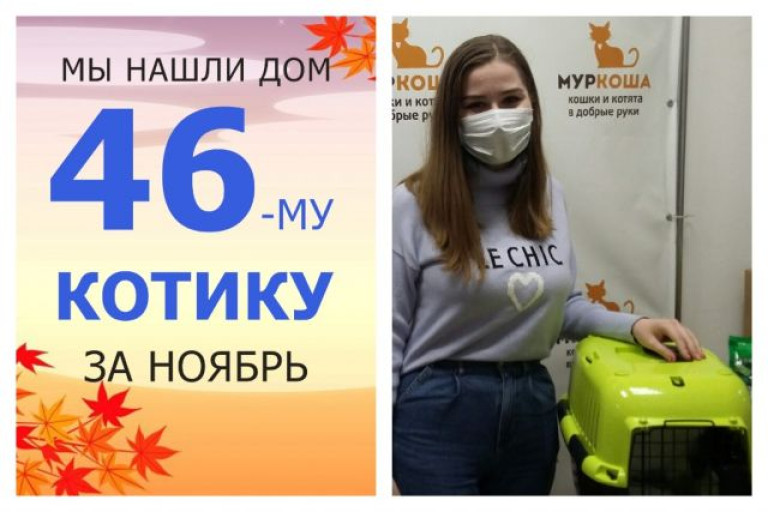 Голубоглазый Дьюк теперь домашний котик!