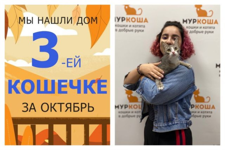 Кошечка Стефанель встретила заботливую хозяйку!