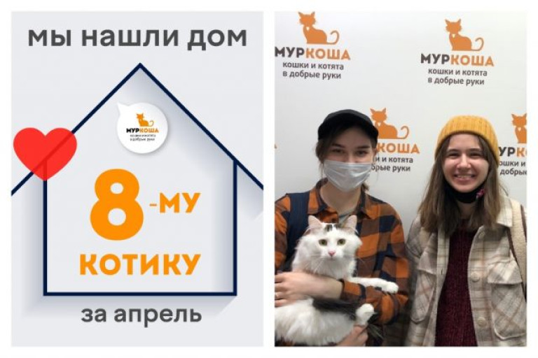 Котик Дынька стал домашним и счастливым!