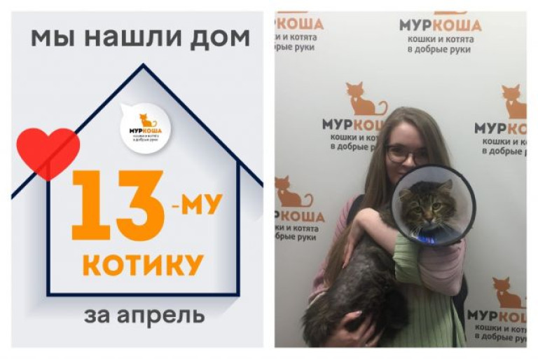 Уличный котик Горец стал домашним за два месяца!