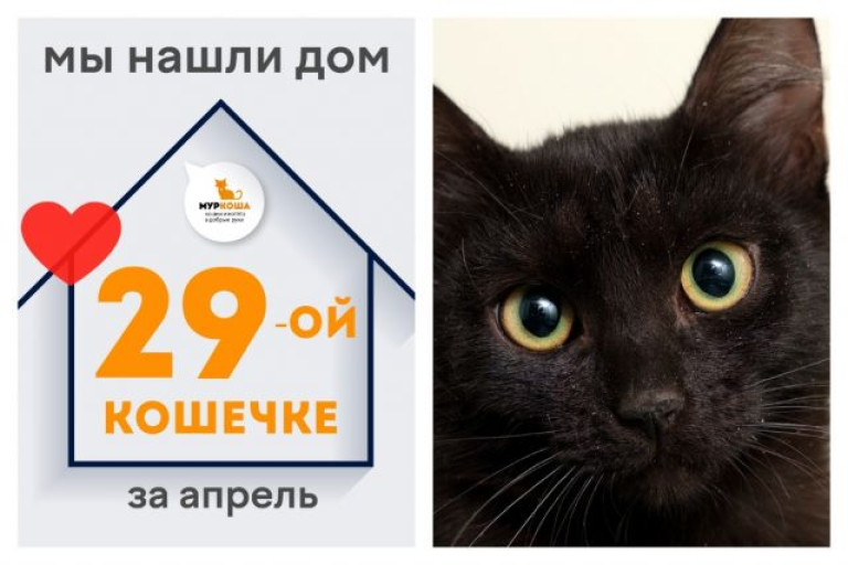 Кошечка Келли стала домашней любимицей!