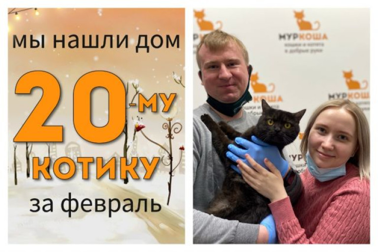 Котик Слай начинает новую жизнь! | Новости приюта для кошек Муркоша