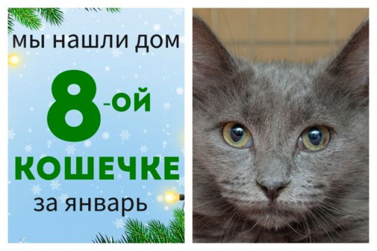 У кошечки Бомбазины появились дом и семья!