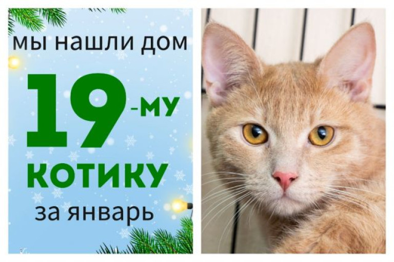 Котик Мандариныч обрел домашнее счастье!
