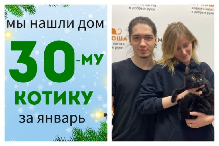 Котик Кельт отправился домой!