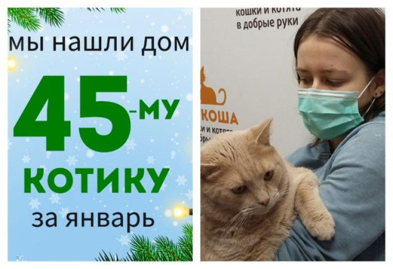 Котик Канцлер уезжает в новый дом!