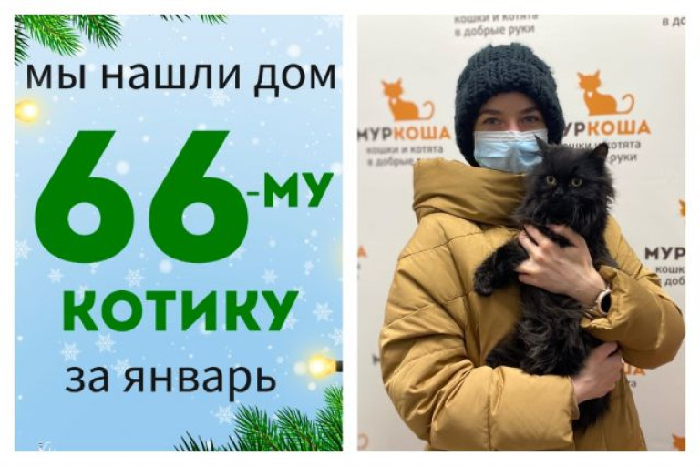Котик Аксай нашел дом за один месяц!