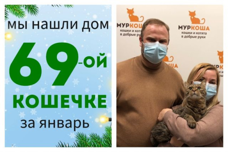 Кошечка Люпинка нашла дом за одну неделю!
