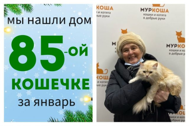 У кошечки Нольди появилась заботливая хозяйка!