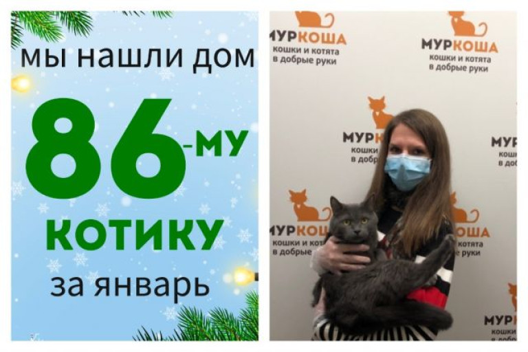 Роскошный котик Лагерфельд стал домашним любимцем!