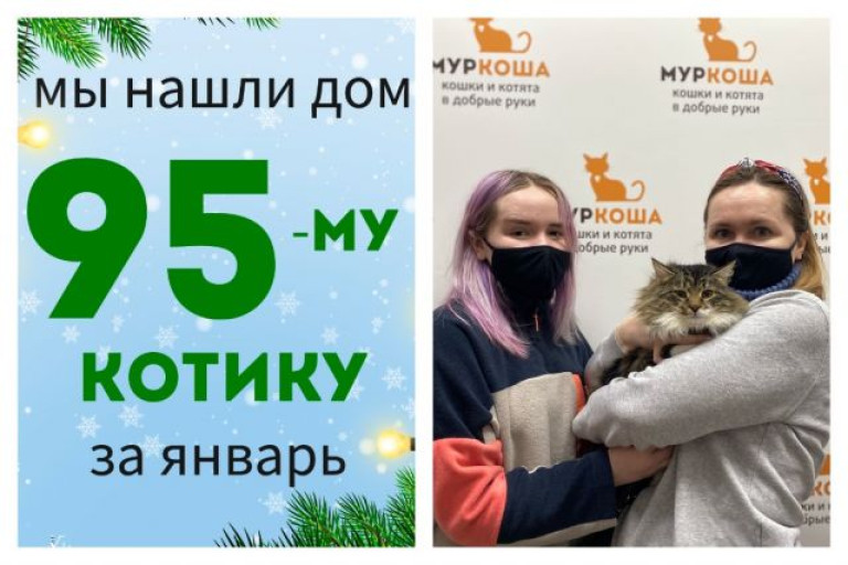 Пушистый котик Франтик теперь домашний и счастливый!