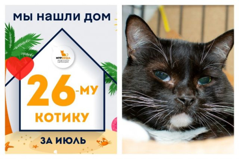 Котик Мюнхгаузен обрел своё домашнее счастье!