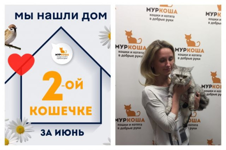 Кошечка Челсия нашла новый дом за три дня!