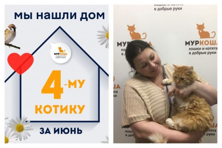 Кот Лис-Лисыч отправился в новый дом!
