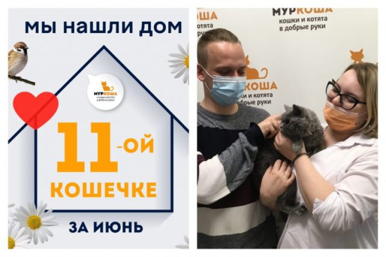 Кошечка Маскарпоне нашла новый дом за полтора месяца!