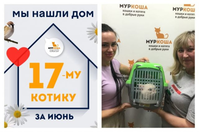 Котик Джейзи отправился домой!