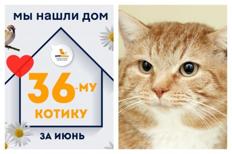 Котик Леопардыч получил второй шанс на домашнее счастье!