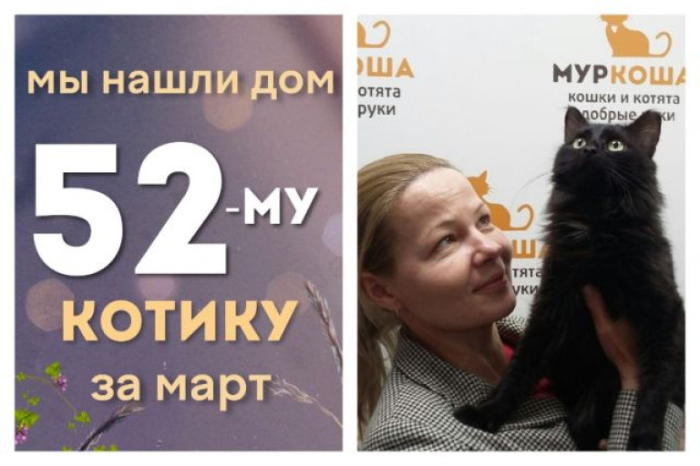 Котик Магнит стал домашним за два месяца!