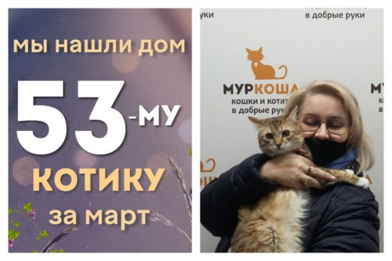 Котик Батат начинает новую жизнь!
