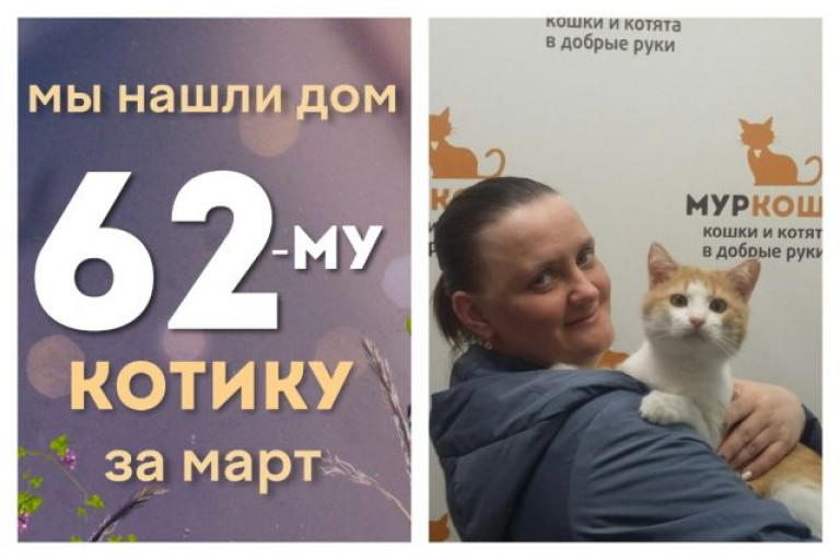 Котик Остоженик стал домашним!
