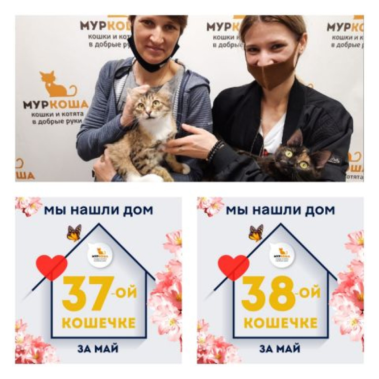 Кошечки Тютелька и Генриетта стали домашними любимицами!