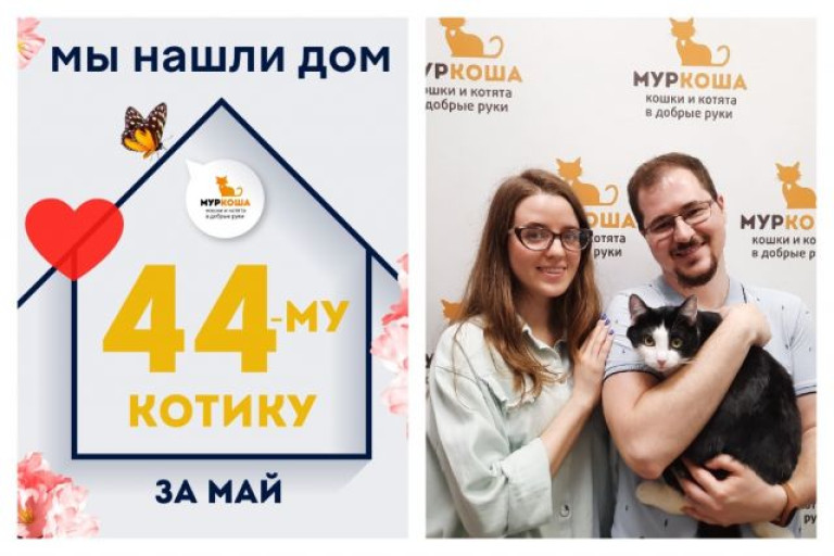 Котик Кишмиш начинает счастливую домашнюю жизнь!