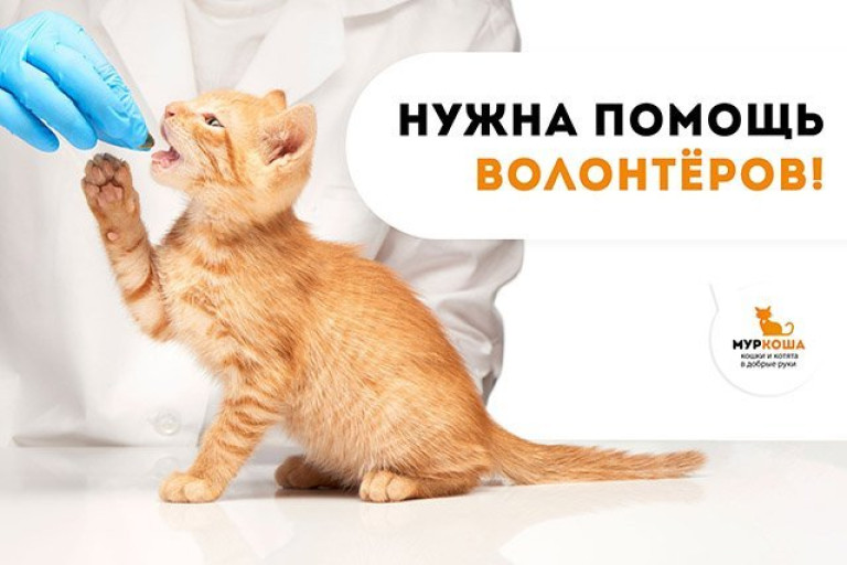 Нам нужна помощь волонтёров!