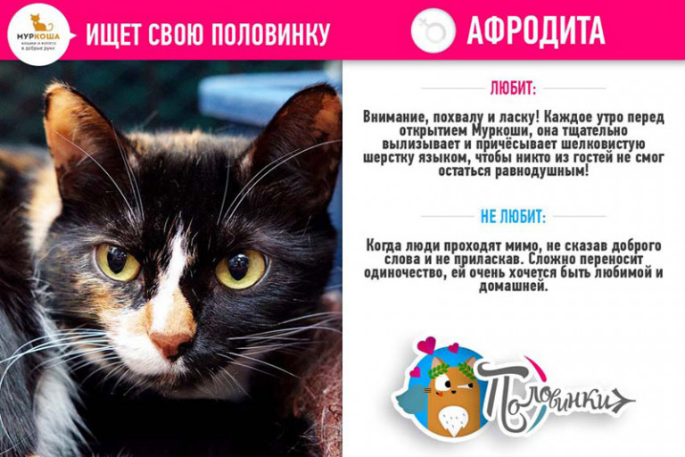 Афродита ищет свою половинку