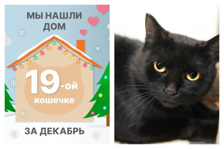 Кошечка Заира стала домашней любимицей!