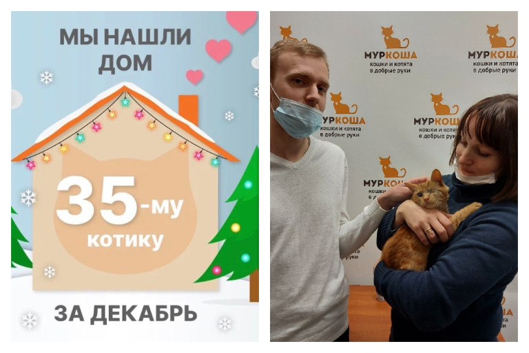 Всего за один месяц домашним стал Жанлис!