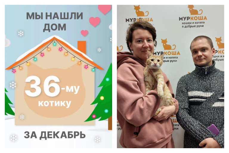 Котёнок Димпл нашёл настоящий дом за три недели!