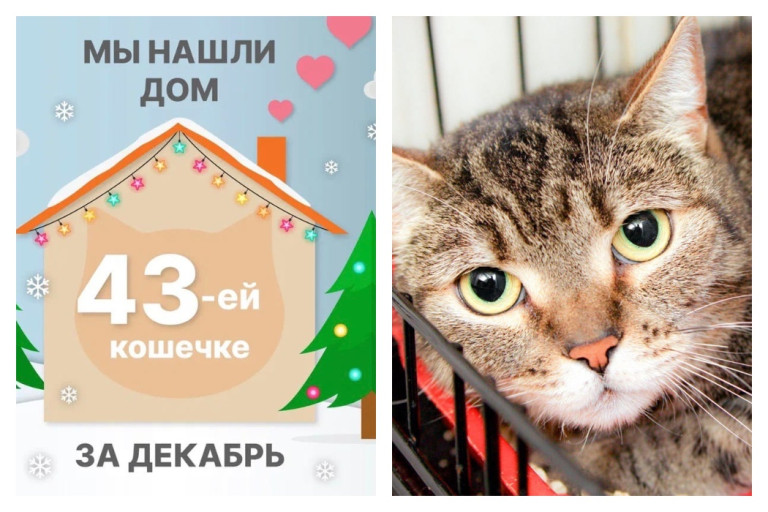 Кошка Мариса всего за месяц обрела новый дом!