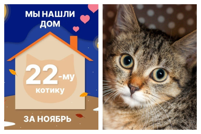 Котик Шоумен стал домашним за полтора месяца!