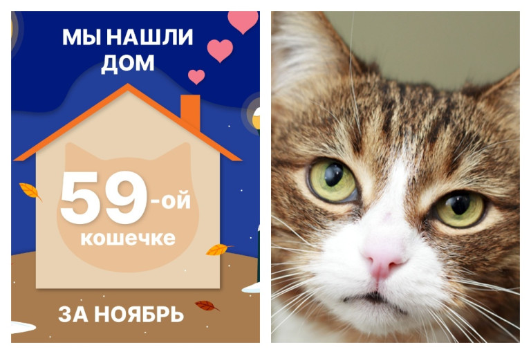 Кошечка Глори стала домашней любимицей!