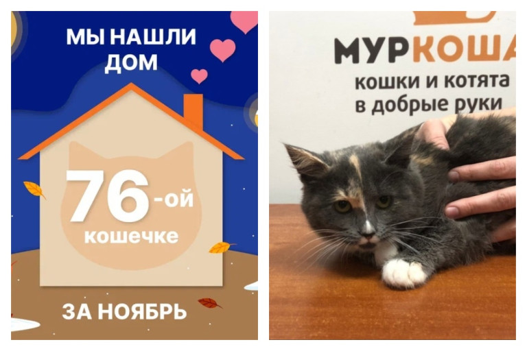Кошечка Мессика стала домашней любимицей спустя месяц!