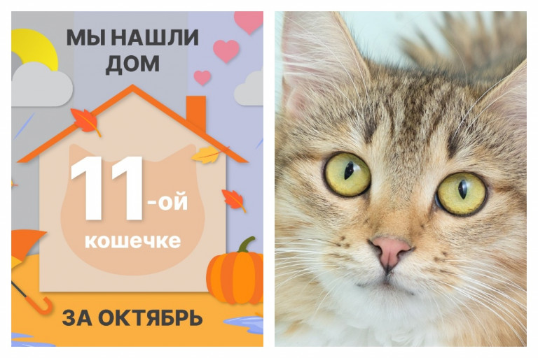 Кошечка Земляничка стала домашней любимицей!