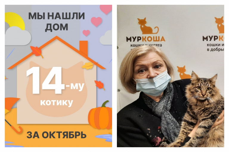 Котик Мирс стал домашним и счастливым!