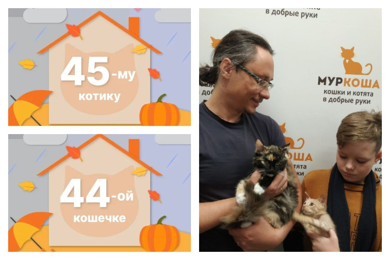 Кошечка Джахи и котик Серфер начинают домашнюю жизнь вместе!